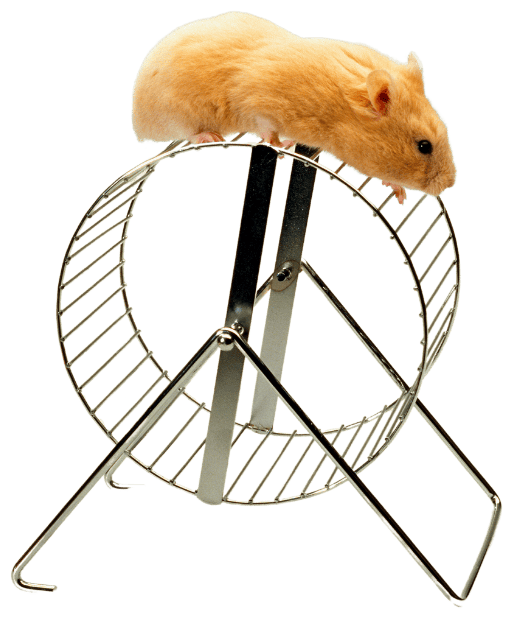 Escape the Rat Race